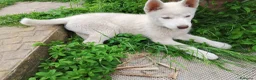 Husky cani in vendita: Siberian husky  - Annuncio 12