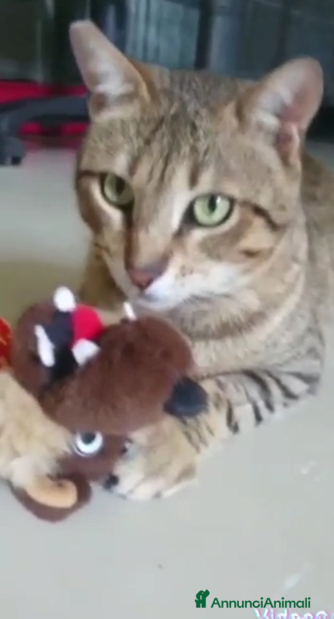 Europeo gatti in regalo: PIPER micio tigrato occhi verdi 1/2anni URGE ROMA a Città Metropolitana di Milano - Annuncio 2