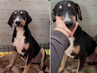 Meticcio cani CUCCIOLI BISOGNOSI CERCANO FAMIGLIA - Annuncio 11