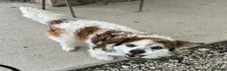 Meticcio cani in regalo: Birillo 4 anni Taglia piccola  - Annuncio 4