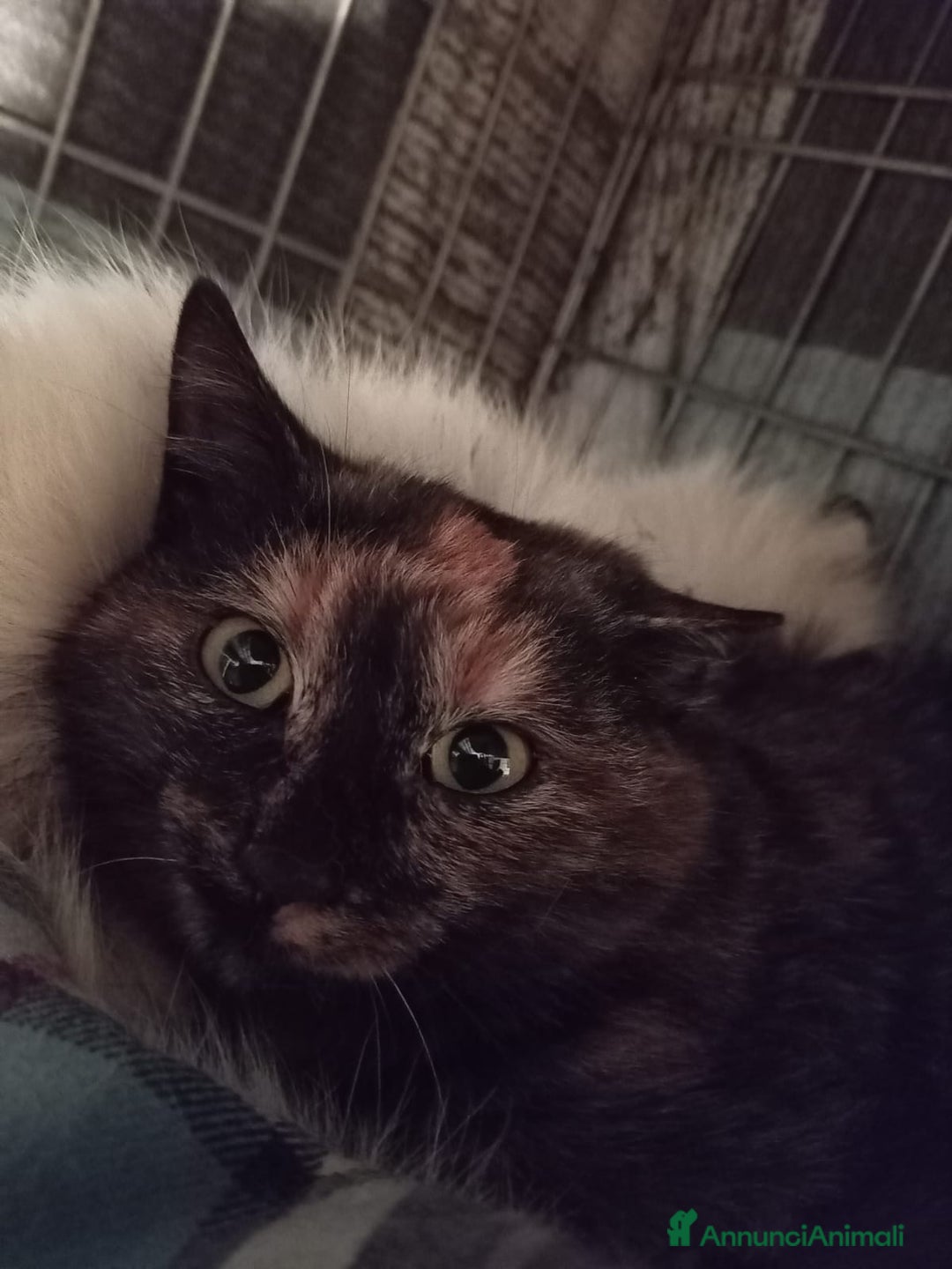 Europeo gatti in regalo: gatta 3 mesi cerca casa❤️ - Annuncio 5