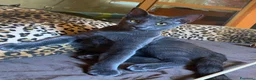 Europeo gatti in regalo: GATTINA TARTARUGATA - Annuncio 3
