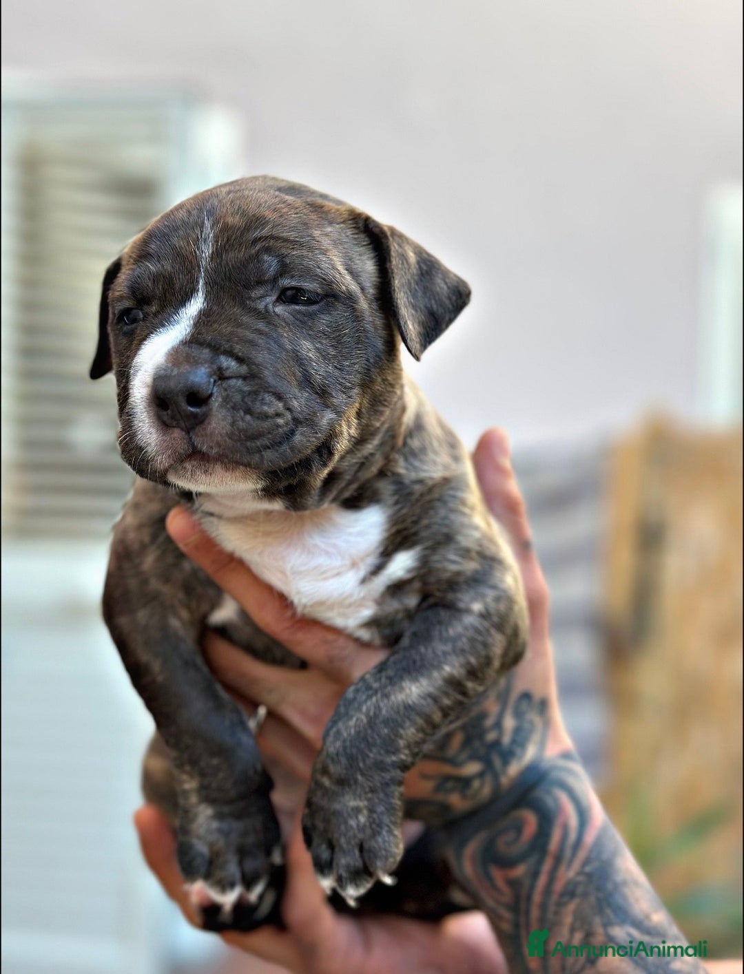 Pitbull cani in vendita: Amstaff - Immagine 3