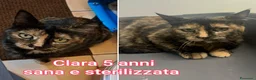 Altre razze gatti in regalo: GATTINI ADORABILI IN CERCA DI CASA  - Annuncio 11