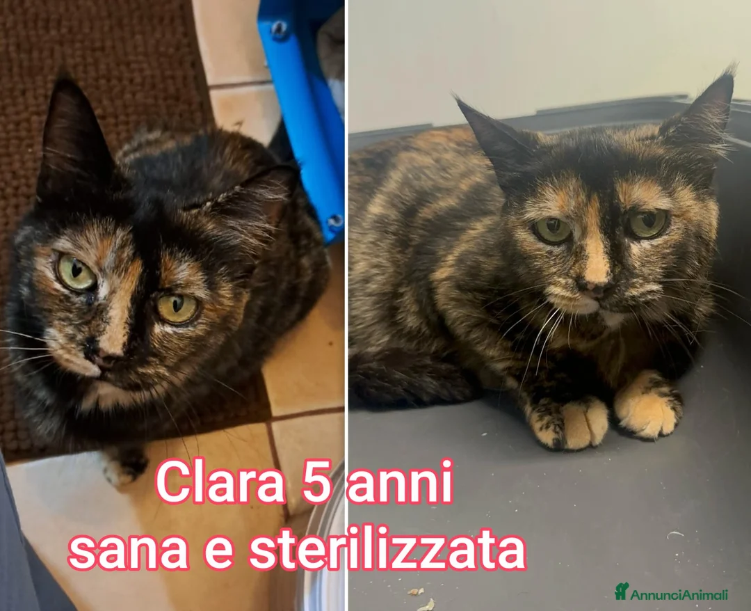 Altre razze gatti in regalo: GATTINI ADORABILI IN CERCA DI CASA  - Annuncio 11