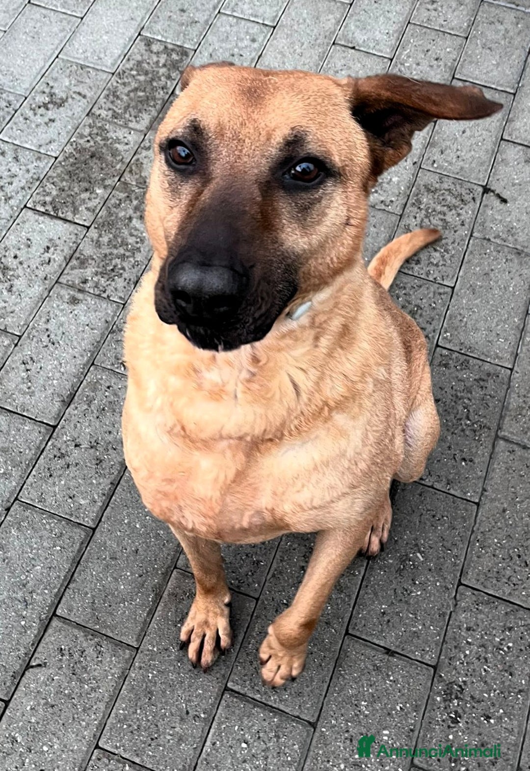 Meticcio cani in regalo: ARGO LUPETTO - Annuncio 10