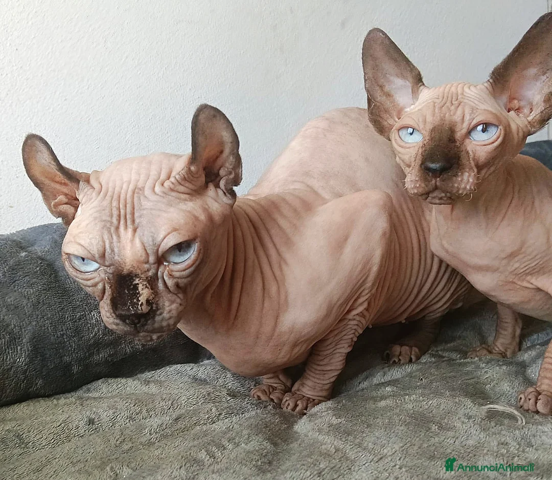 Sphynx gatti in vendita: GATTINO MASCHIO ELFO STRAIGHT SPHYNX GATTO NUDO  - Annuncio 6