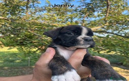 Boxer cani in vendita: Femmina Boxer tigrata a Città Metropolitana di Venezia - Immagine 4