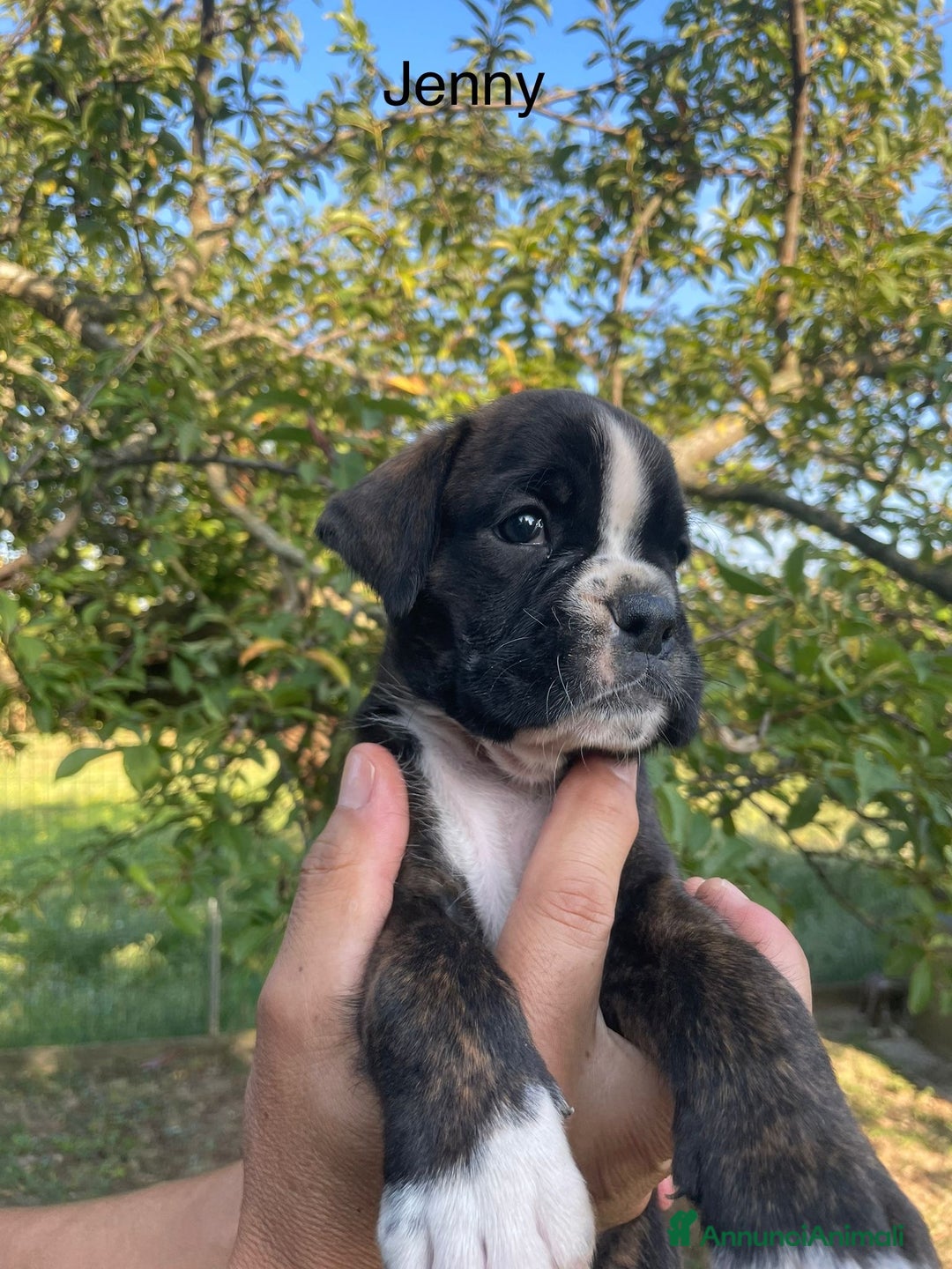 Boxer cani in vendita: Femmina Boxer tigrata a Città Metropolitana di Venezia - Immagine 4