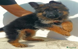 Pastore Tedesco cani in vendita: Cuccioli pastore tedesco - Immagine 1