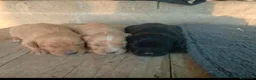 Meticcio cani in vendita: CUCCIOLI COCKER/BRETON a Provincia di Bergamo - Annuncio 2