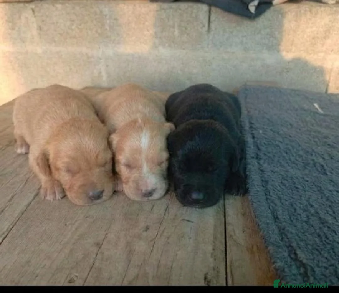 Meticcio cani in vendita: CUCCIOLI COCKER/BRETON a Provincia di Bergamo - Annuncio 2