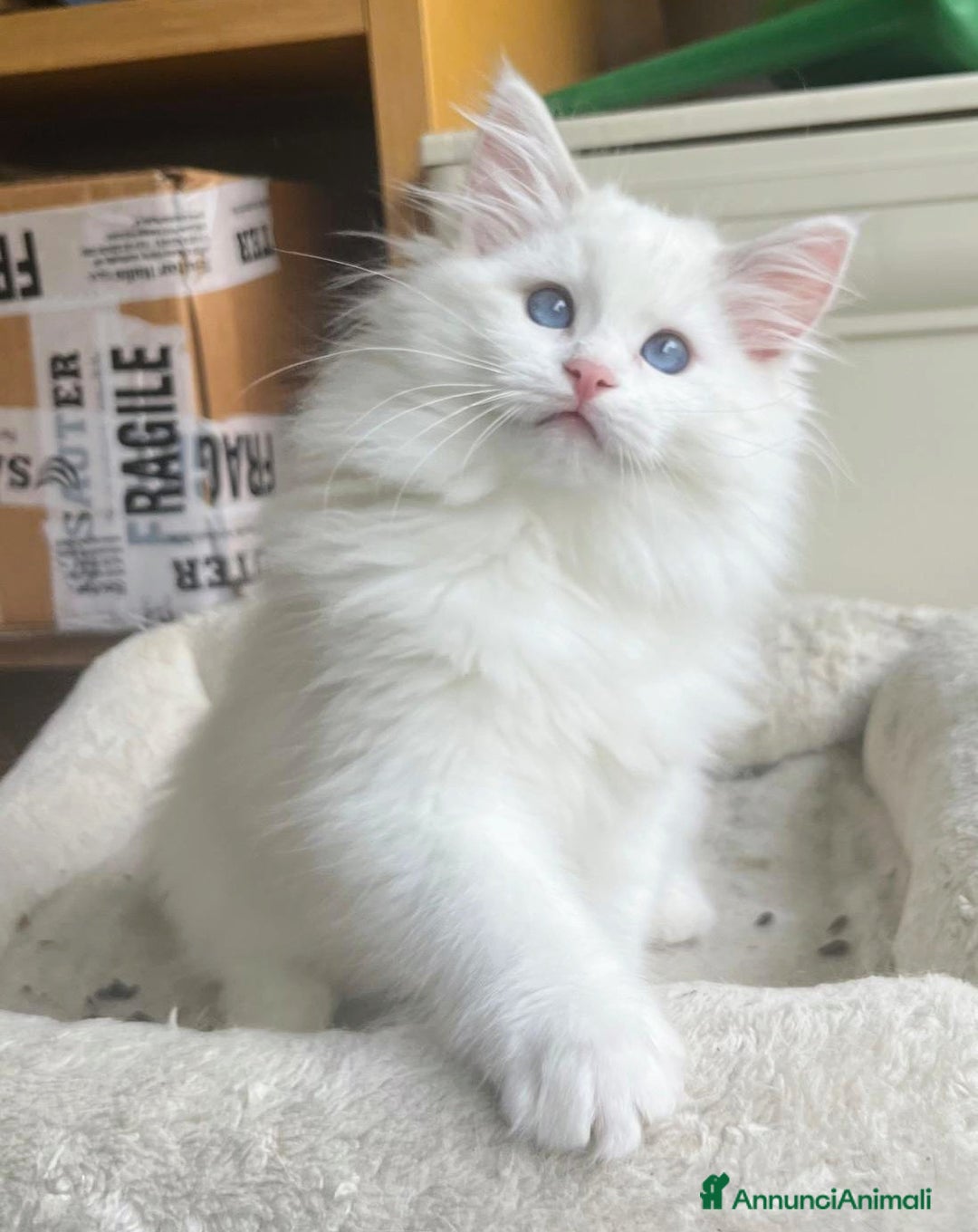 Ragdoll gatti in vendita: Cucciola Lilac bicolor  - Annuncio 2