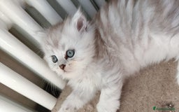 Persiano gatti in vendita: Gattini persiani normotipo Chinchilla  a Provincia di Modena - Immagine 15