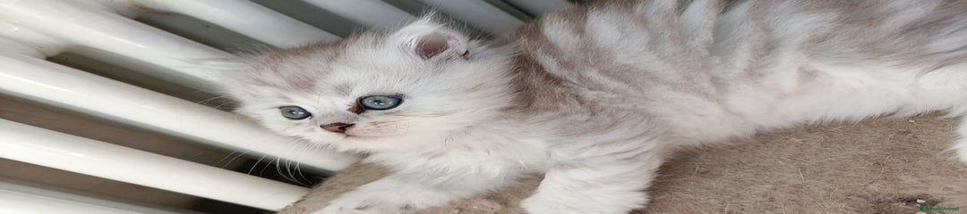 Persiano Gattino 2