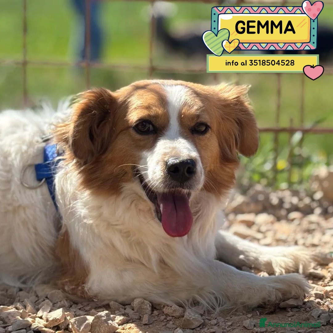 Meticcio cani GEMMA cagnolina taglia medio piccola in adozione - Annuncio 12
