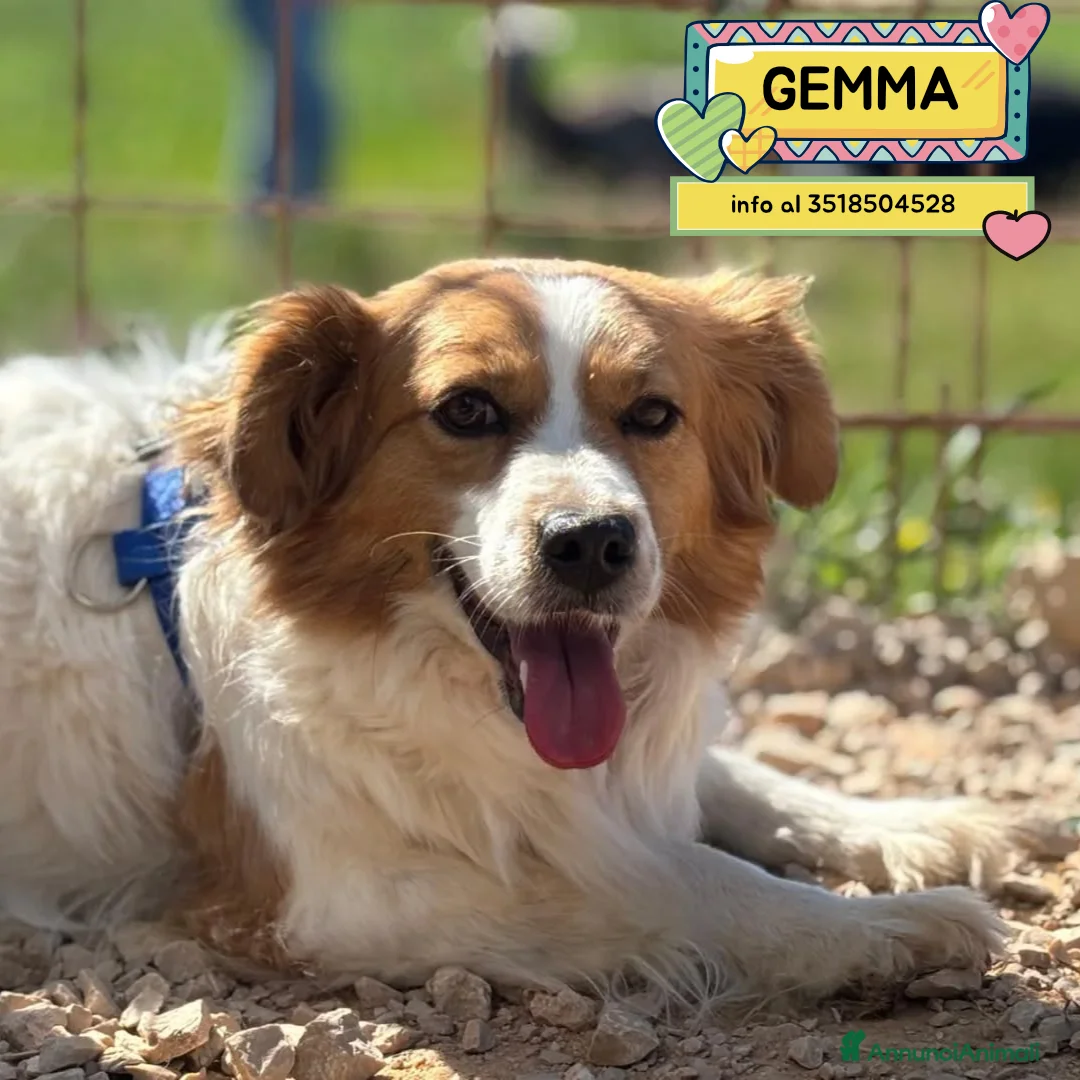 Meticcio cani in regalo: GEMMA cagnolina taglia medio piccola in adozione - Annuncio 1