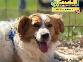 Meticcio cani GEMMA cagnolina taglia medio piccola in adozione - Annuncio 12