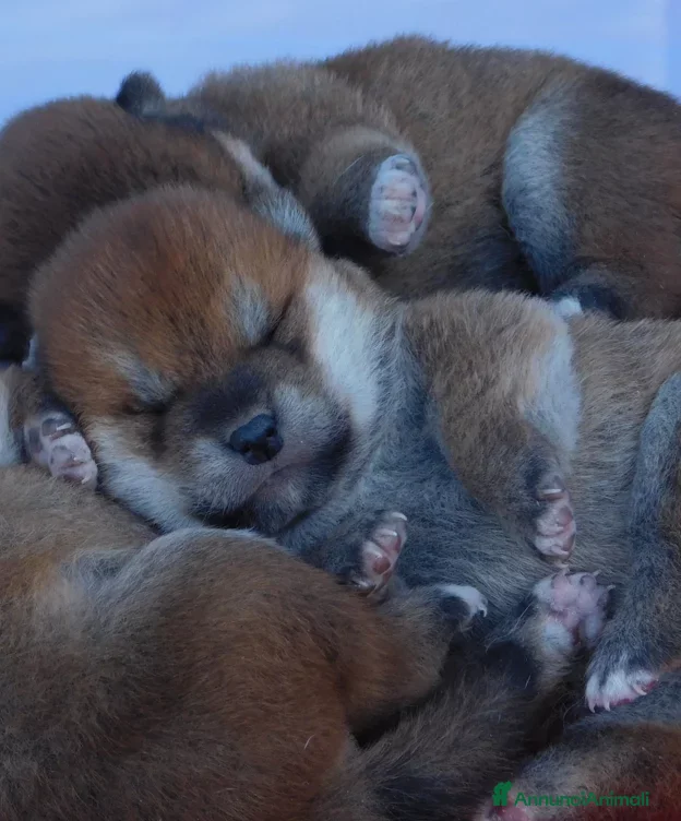 Shiba Inu cani Splendido Maschio di Shiba Inu - Annuncio 1