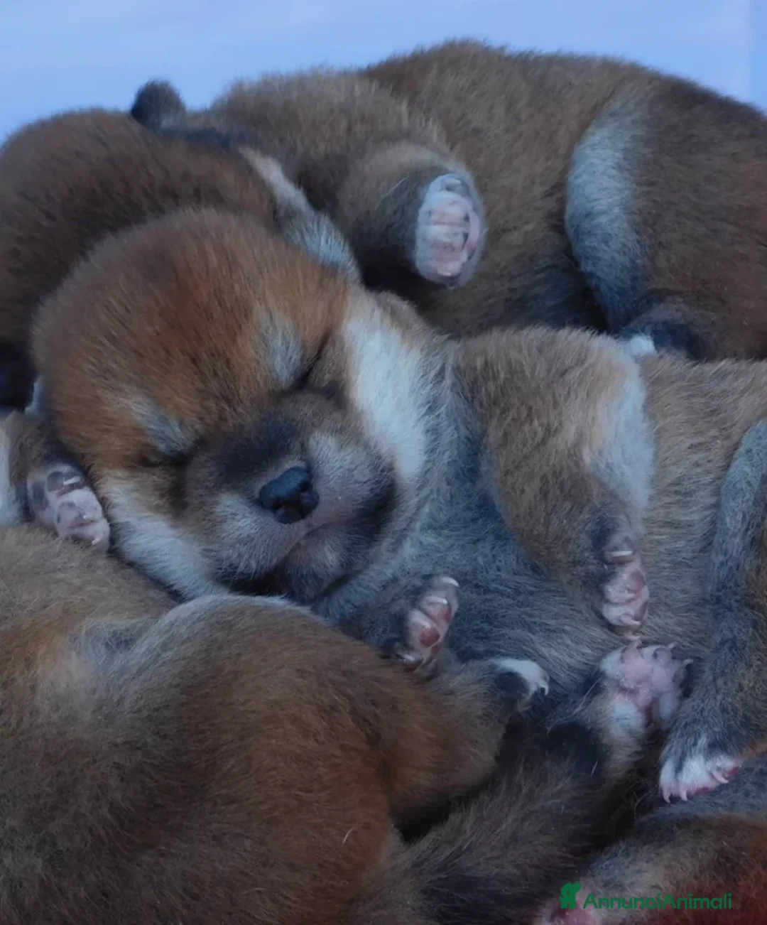 Shiba Inu cani in vendita: Splendido Maschio di Shiba Inu - Annuncio 1