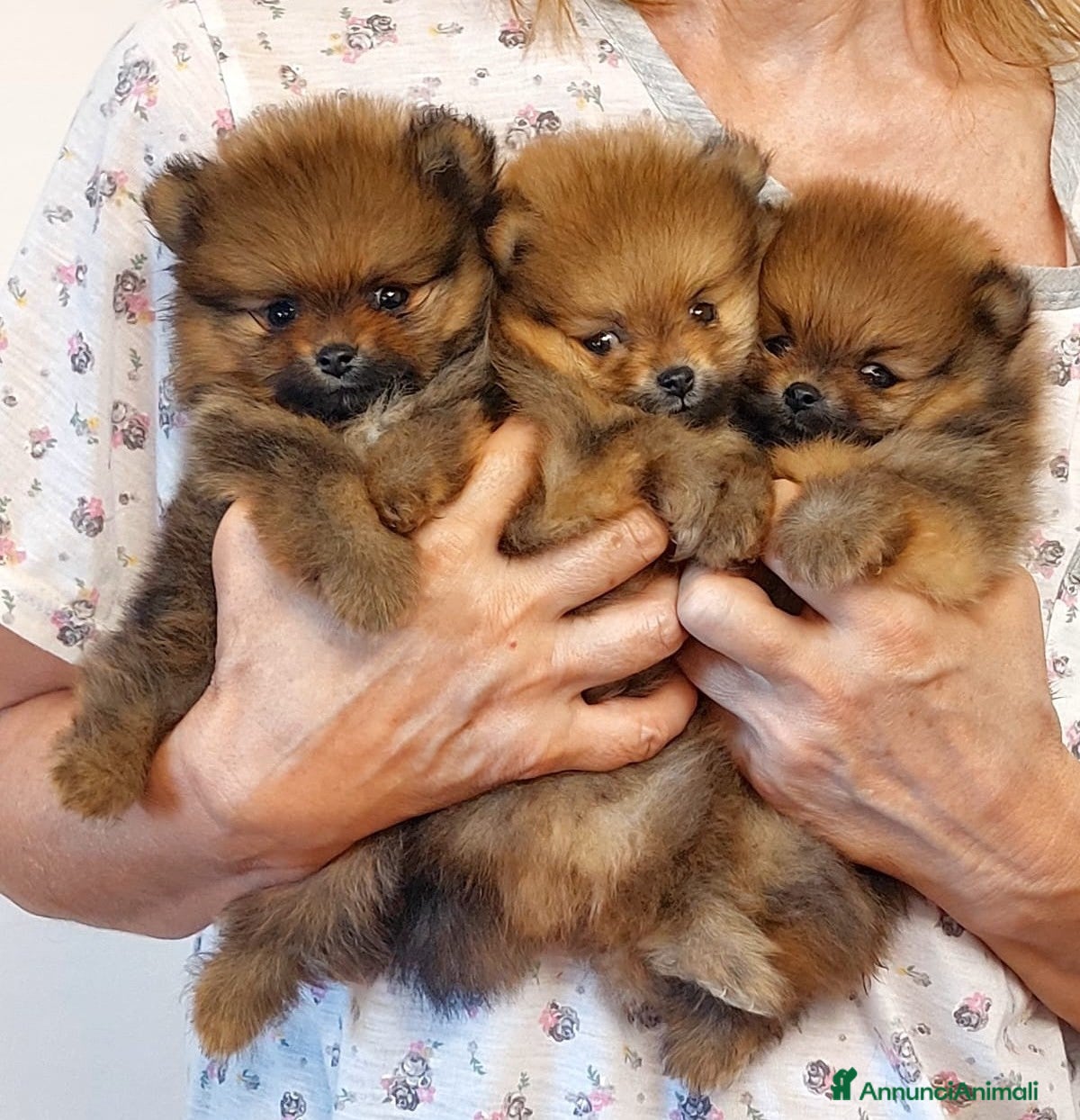 Volpino Pomerania cani Spitz nano (Pomerania) Disponibili a Provincia di Cuneo - Annuncio 1