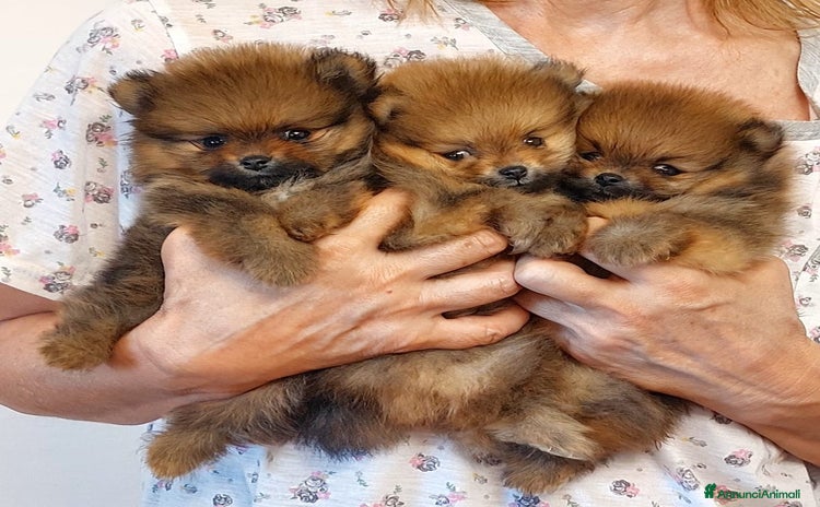 Volpino Pomerania cani a Provincia di Cuneo - Annuncio 1