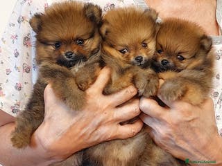 Volpino Pomerania cani Spitz nano (Pomerania) Disponibili a Provincia di Cuneo - Annuncio 11