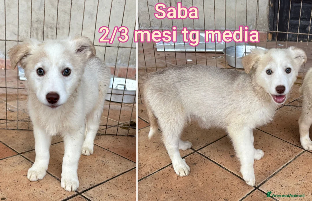 Meticcio cani in regalo: CUCCIOLI, URGENTE: TEMPO SCADUTO  - Annuncio 8