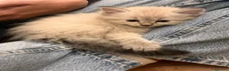 Siberiano gatti in vendita: Gattini Siberiani Ipoallergenici a Provincia di Brescia - Annuncio 15
