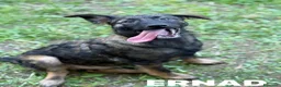 Meticcio cani in regalo: ERNAD, pastorino allegro e dolcissimo! TG MEDIA - Annuncio 4