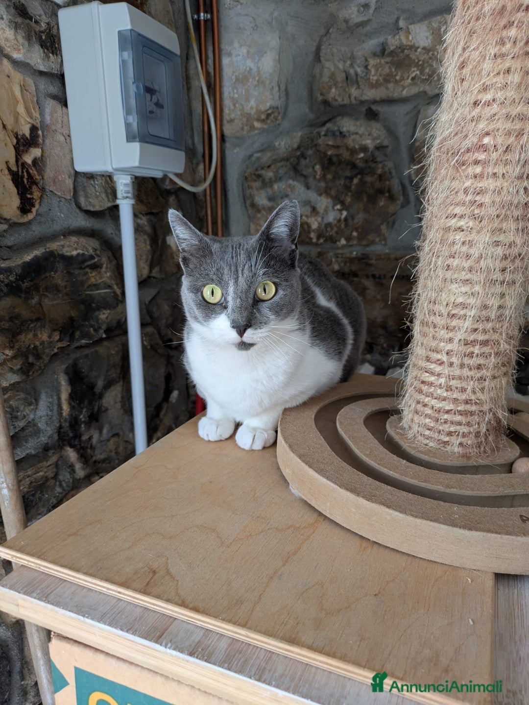 Europeo gatti in regalo: La tua nuova miglior amica Micia ti aspetta! - Annuncio 5