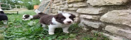 Border Collie cani in vendita: Cuccioli di Border Collie - Annuncio 12