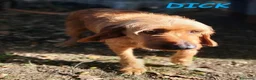 Segugio cani in regalo: DICK segugio senza più una casa a Città Metropolitana di Torino - Annuncio 3