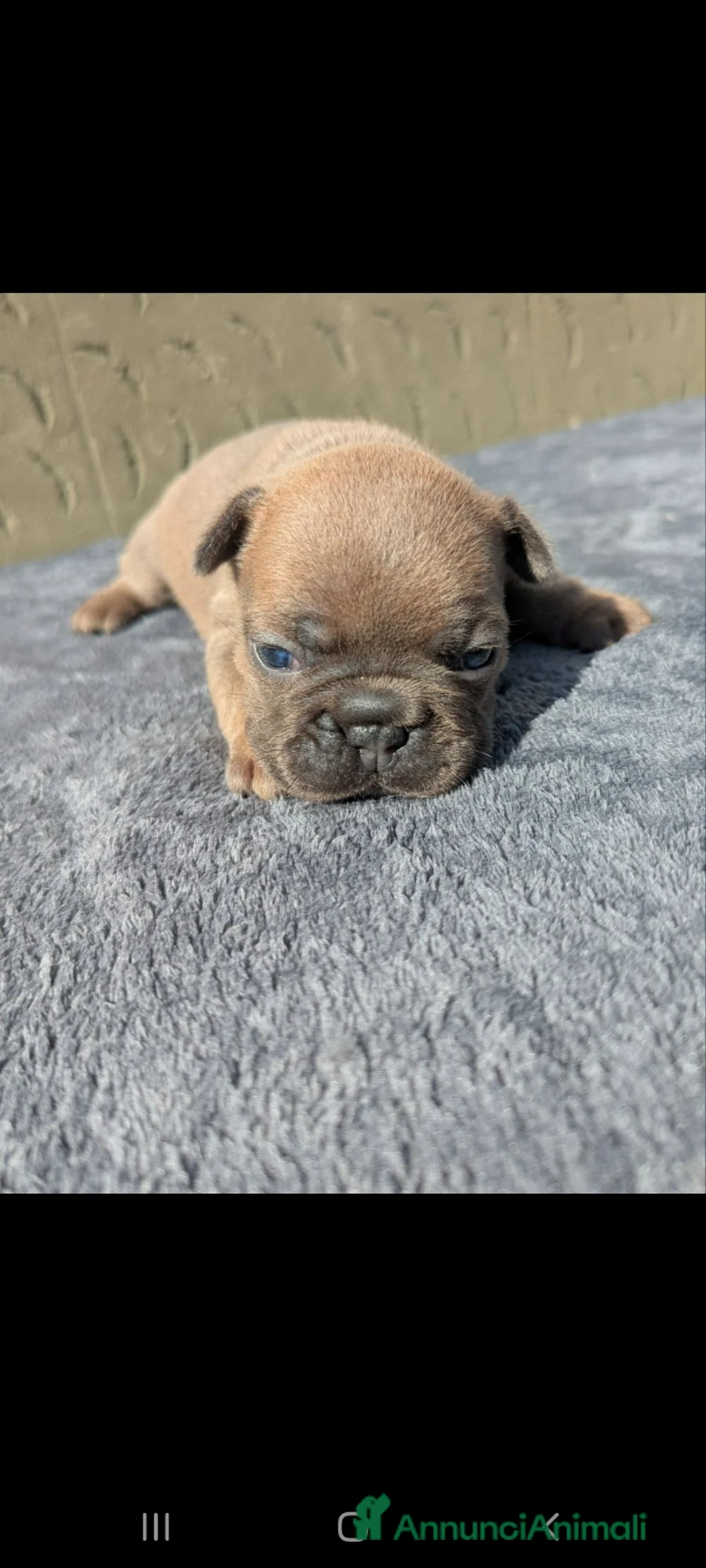 Bulldog Francese cani in vendita: Bulldog francese blu and tan - Annuncio 2