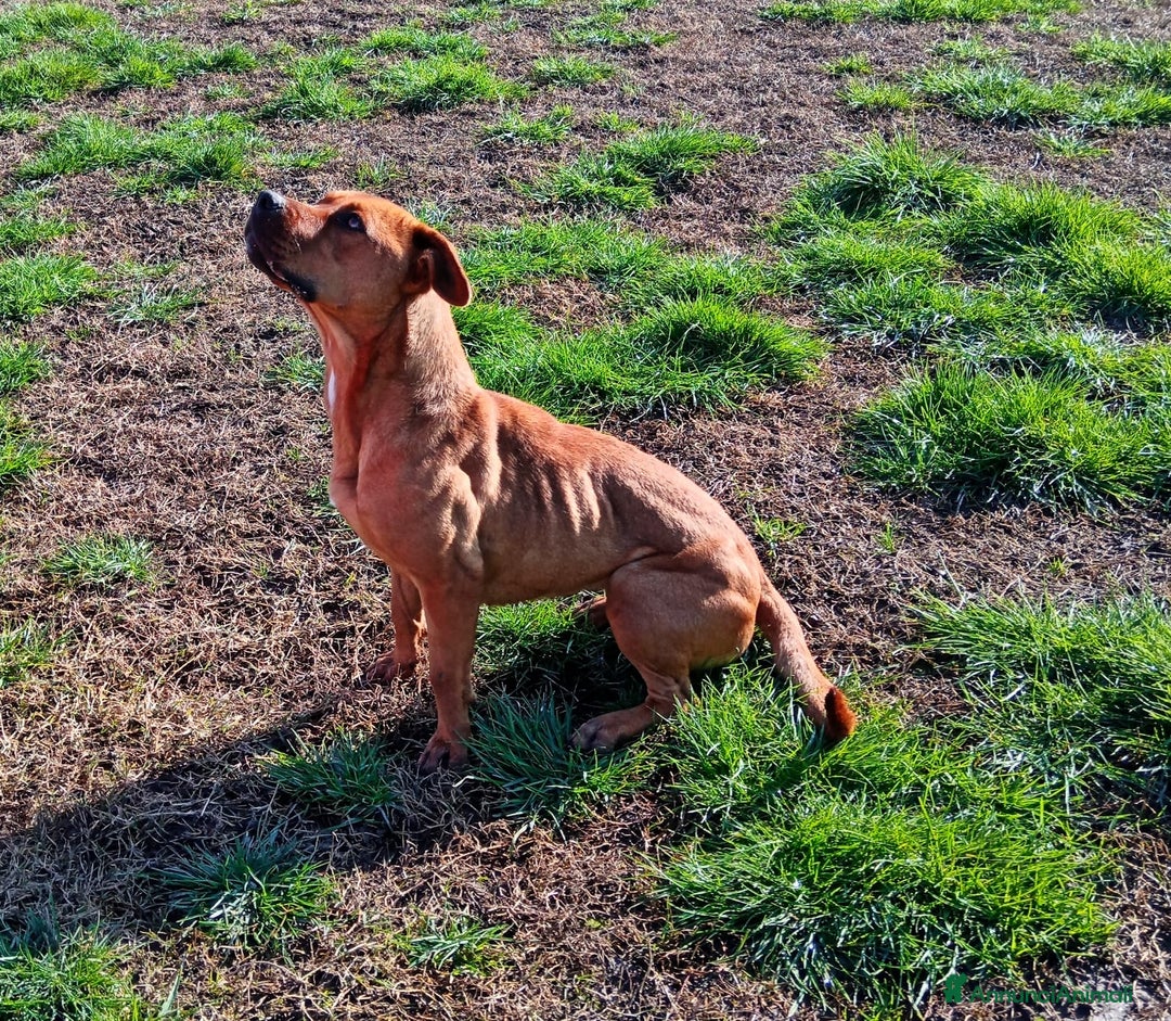 Altre razze cani in regalo: LAYLa, occhi profondi e tristi a Provincia di Latina - Annuncio 14