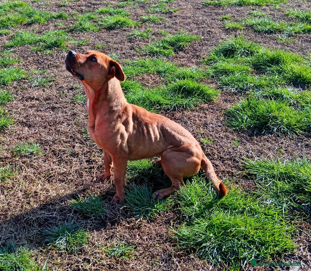 Altre razze cani in regalo: LAYLa, occhi profondi e tristi a Provincia di Latina - Annuncio 14