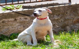 Altre razze cani in regalo: Whisky a Provincia di Bergamo - Immagine 6