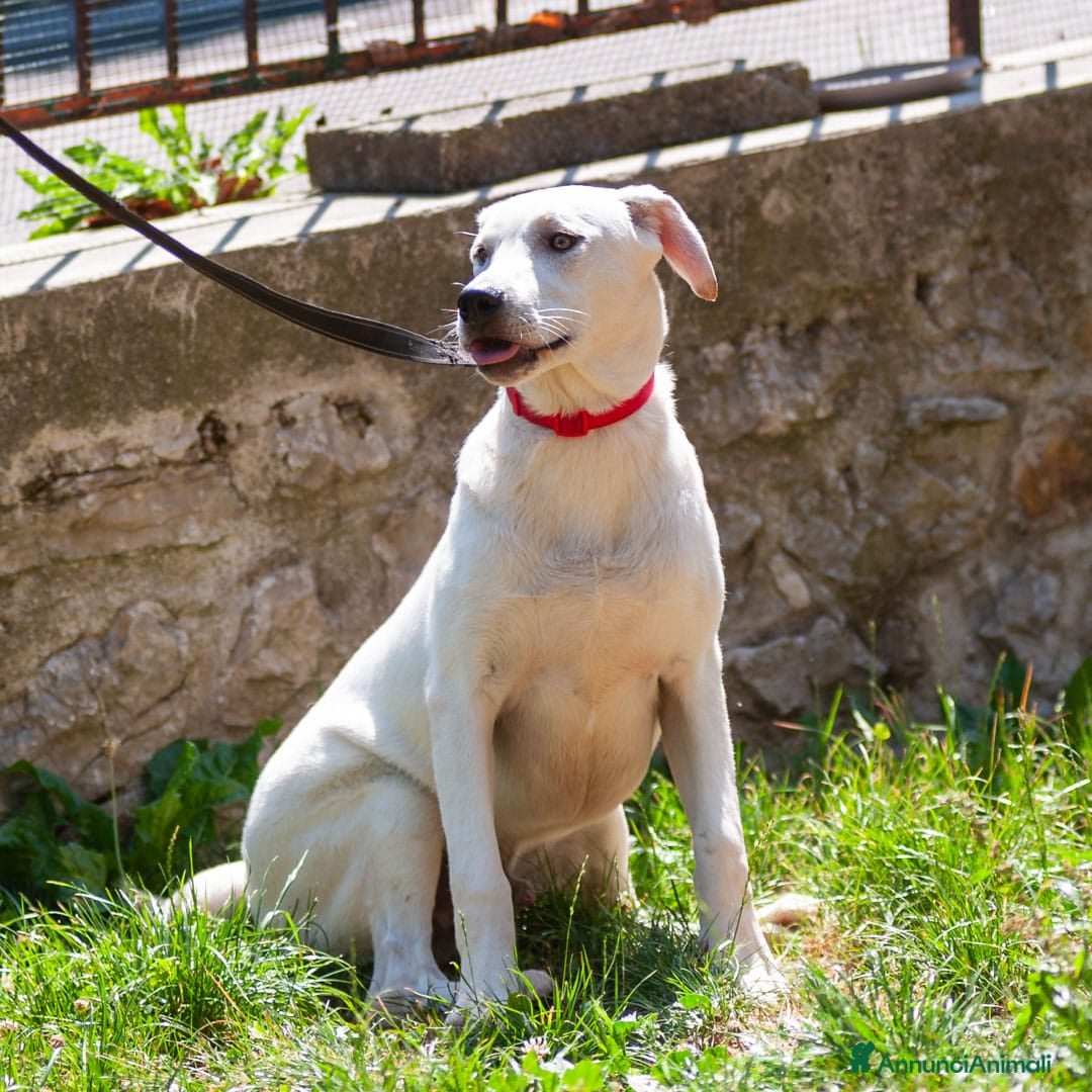 Altre razze cani in regalo: Whisky a Provincia di Bergamo - Immagine 6