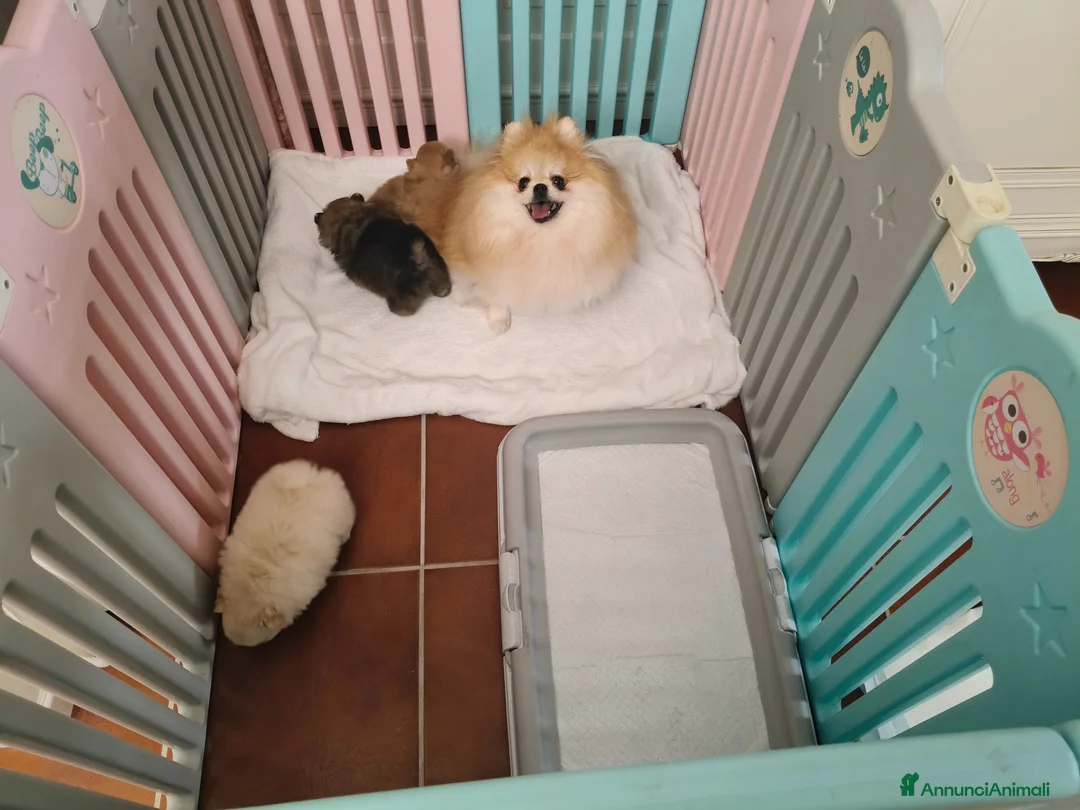 Spitz cani in vendita: Spitz di Pomerania con Pedigree ENCI  - Annuncio 4