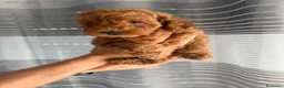 Barboncino cani in vendita: Meravigliosi cuccioli di Barbone nano Red  - Annuncio 5