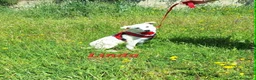 Meticcio cani in regalo: Linda dolce cucciola aspetta la sua famiglia. a Città metropolitana di Roma Capitale - Annuncio 8