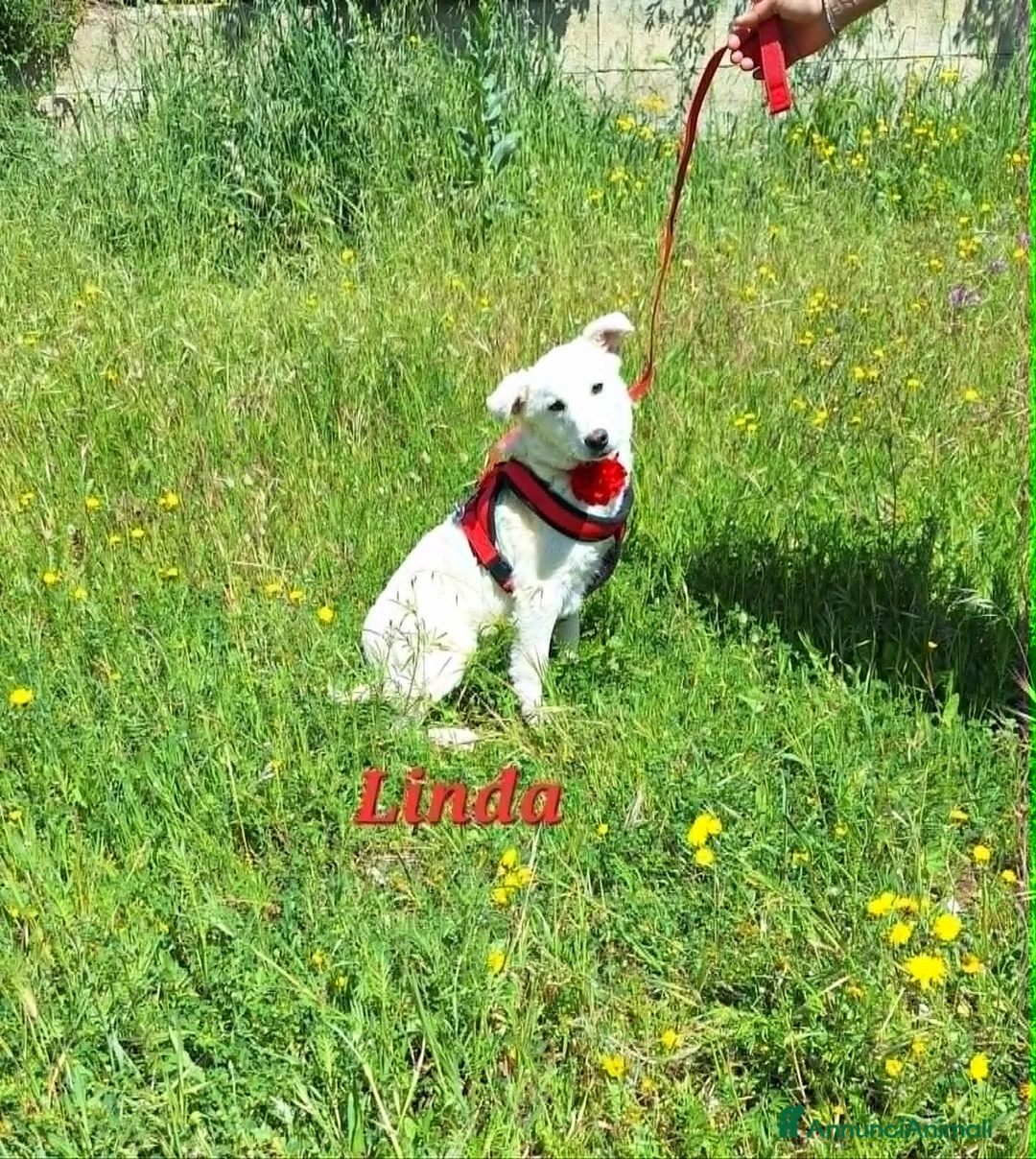 Meticcio cani in regalo: Linda dolce cucciola aspetta la sua famiglia. a Città metropolitana di Roma Capitale - Annuncio 8