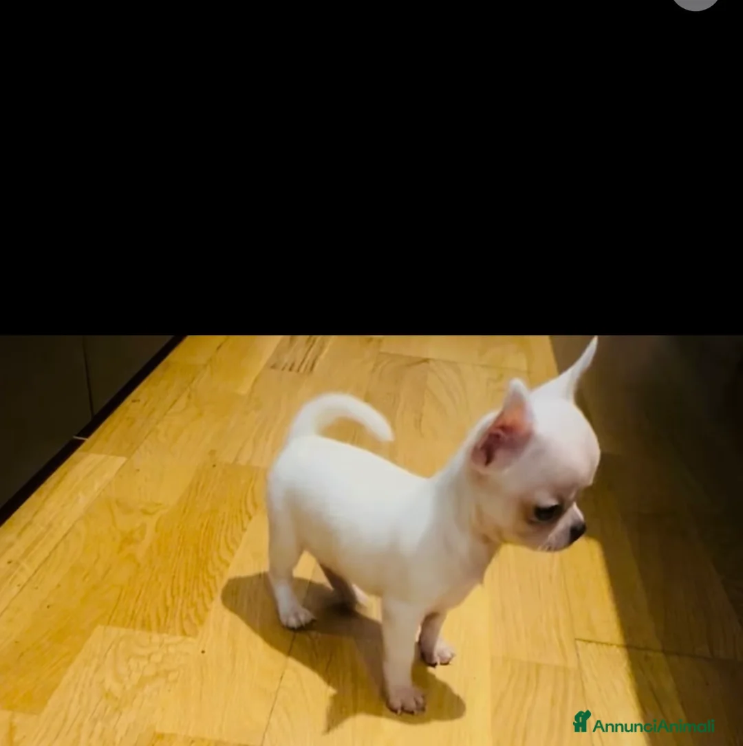 Chihuahua cani in vendita: Cuccioli di chihuahua - Annuncio 3