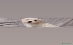 Maltese cani in vendita: Maltese Toy  a Provincia di Bergamo - Immagine 2