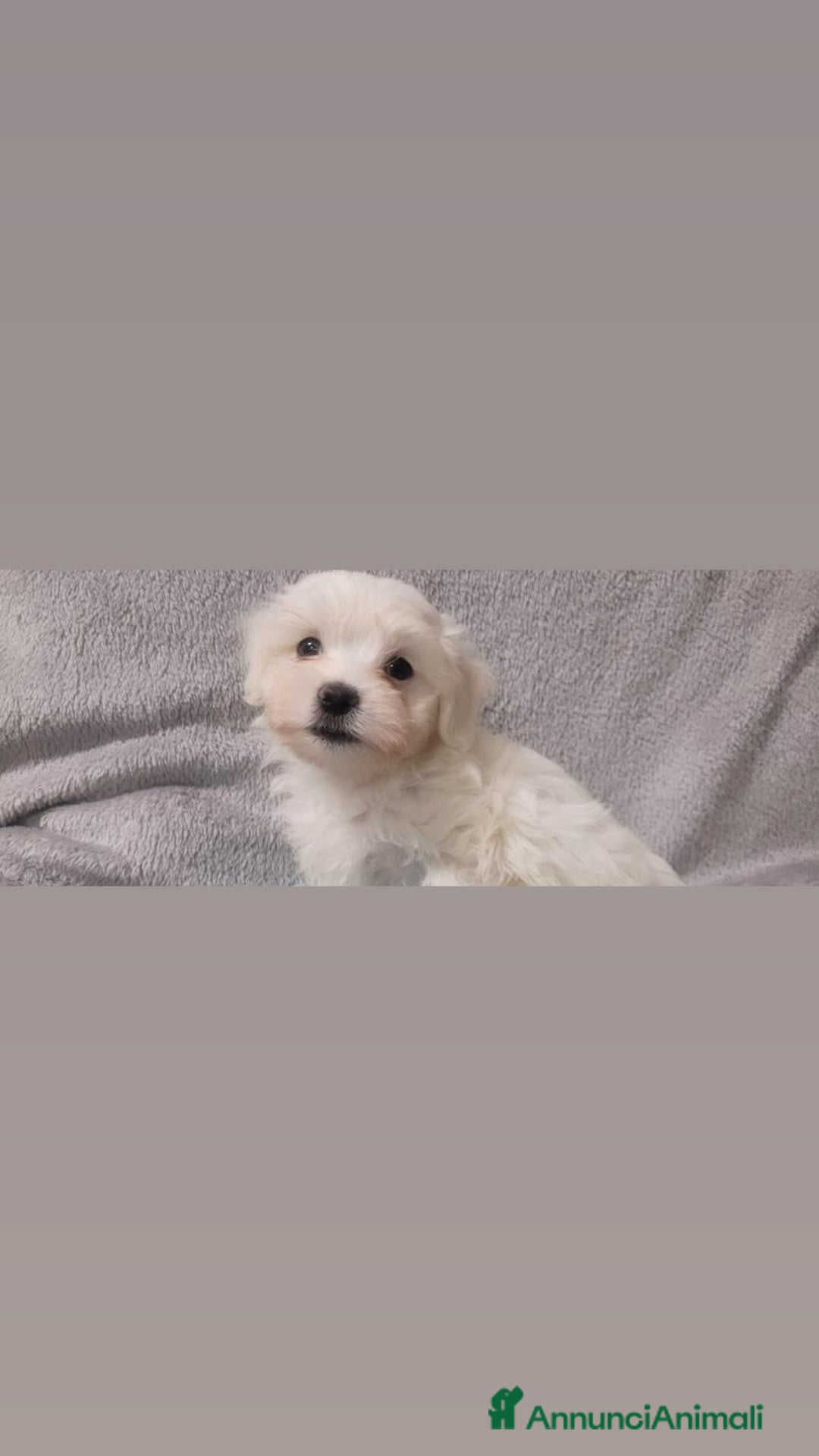 Maltese cani in vendita: Maltese Toy  a Provincia di Bergamo - Immagine 2