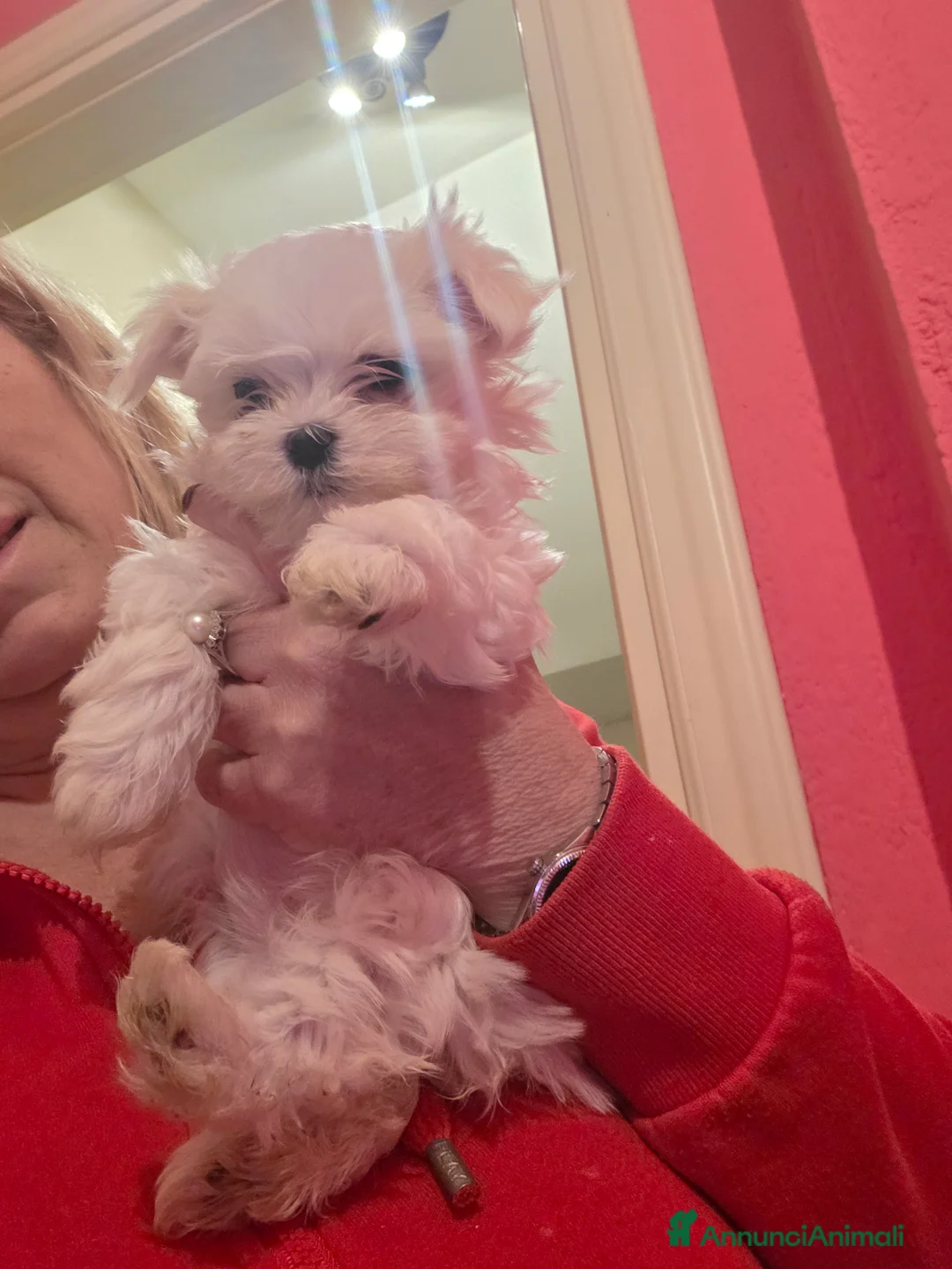 Maltese cani in vendita: Cuccioli di maltese  - Annuncio 2