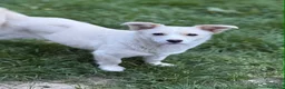 Meticcio cani in regalo: FRODO, affettuoso cucciolo TG PICCOLA vi aspetta! - Annuncio 2