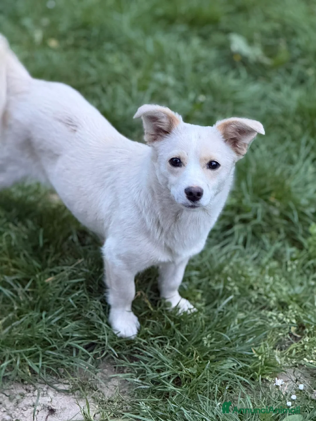 Meticcio cani in regalo: FRODO, affettuoso cucciolo TG PICCOLA vi aspetta! - Annuncio 2