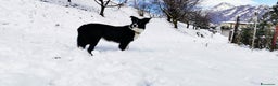 Border Collie cani in vendita: Intelligentissima cucciolotta - Annuncio 1