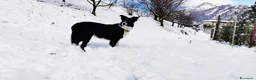 Border Collie cani in vendita: Intelligentissima cucciolotta - Annuncio 1